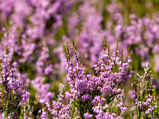 purple flowers in the forest