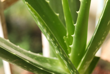 Aloe Vera Plant Leaf