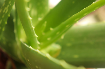 Aloe Vera Plant Leaf