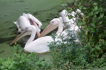 Pelicans in Burgers' Zoo in Arnhem 