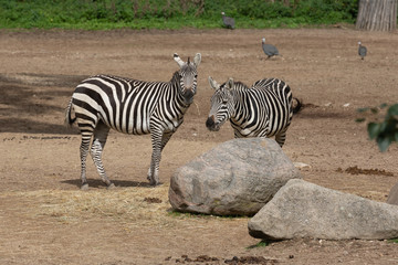 Fototapeta na wymiar Zebras in the savanne from Burgers' Zoo in Arnhem 