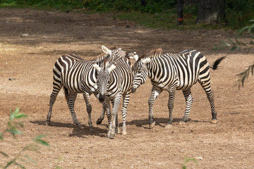 Fototapeta na wymiar Zebras ion the savanne from Burgers' Zoo in Arnhem 