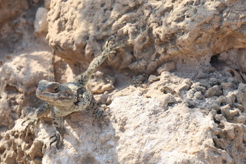 lizard on the rock