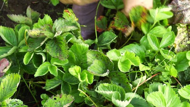 A farmer cuts the runners of strawberries in the garden. Planting season