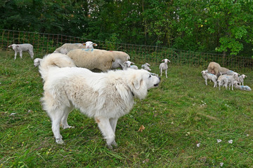 Pyrenäenberghund / Patou / Chien de Montagne des Pyrénées / Great Pyrenees / Pyrenean Mountain...