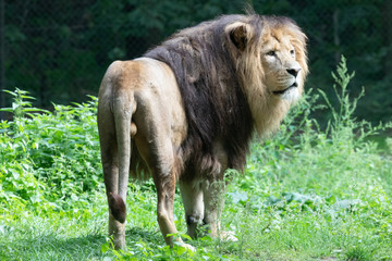 Lions in Burgers' Zoo,  Arnhem