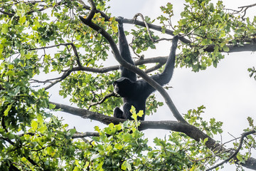 Gibon ape in Burgers' Zoo, Arnhem - obrazy, fototapety, plakaty