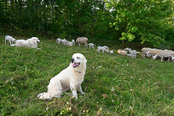Pyrenäenberghund / Patou / Chien de Montagne des Pyrénées / Great Pyrenees / Pyrenean Mountain...