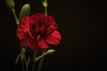 Red Flower in Black Background
