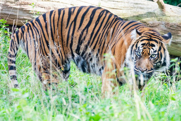 Sumatran tiger in the Burgers' Zoo of  Arnhem, the Neterlands