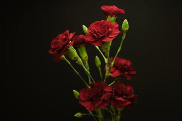 Red Flowers in Black Background