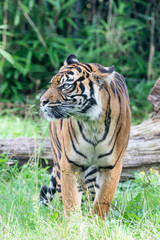Sumatran tiger in the Burgers' Zoo of  Arnhem, the Neterlands