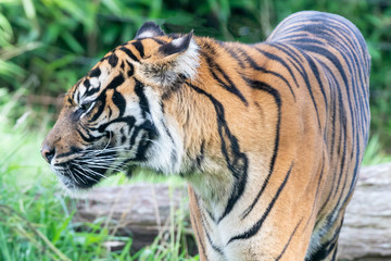Siberian tiger in the Burgers' Zoo of  Arnhem, the Neterlands