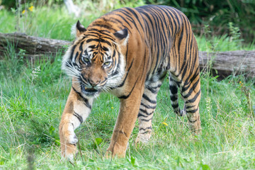 Sumatran tiger in the Burgers' Zoo of  Arnhem, the Neterlands