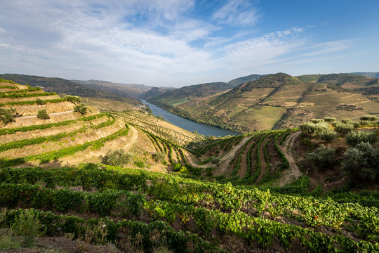 Scenic view of Alto Douro Vinhateiro with terraces and vineyards