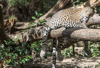 leopard at Burgers' Zoo,  Arnhem, the Netherlands © johnhofboer50