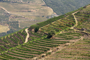 Scenic view of Alto Douro Vinhateiro with terraces and vineyards