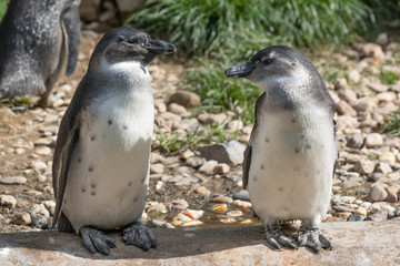 Nederlands Openluchtmuseum Arnhem