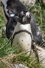 Naklejka premium Burgers' Zoo, Arnhem