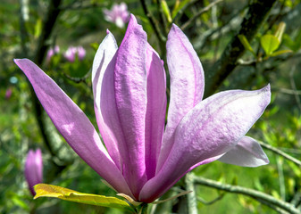 Tender lilac flower