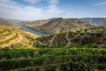 Naklejka premium Scenic view of Alto Douro Vinhateiro with terraces and vineyards