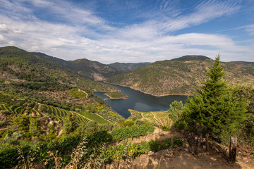 Scenic view of Alto Douro Vinhateiro with terraces and vineyards