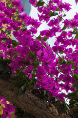 Lilac flowers bougainvillea, natural background