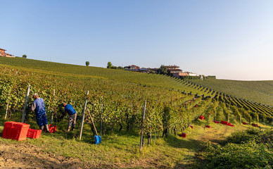 Vendemmia nelle langhe 2019