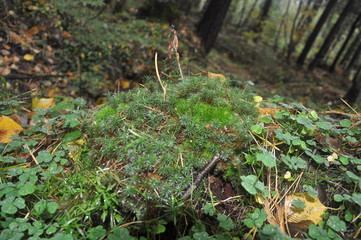 Moss