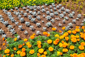 Beautiful view with blooming flowers in the botanical garden