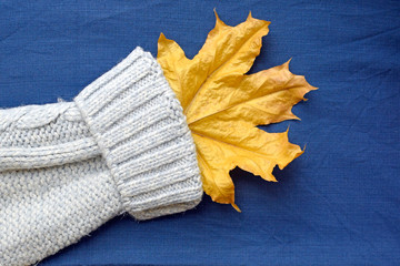 Yellow dry autumn maple leaf in the sleeve on a blue background. White knitted sleeve of grey...