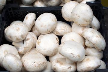 white champignons close-up, the benefits and harm of mushrooms, sale of mushrooms