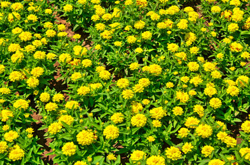 Beautiful view with blooming flowers in the botanical garden