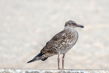 Obraz premium Seemöwe auf einer Mauer am Strand