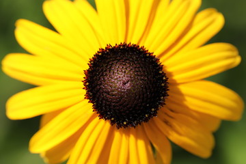 bee on sunflower