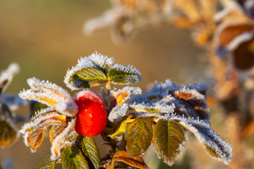 Wild rose in winter