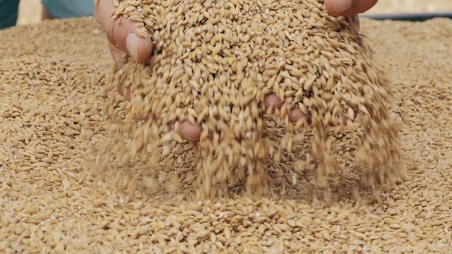Farmers hands holding barley grains after good harvesting. Male hands scoop grains of barley. Closeup slow-motion video