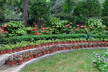 Many plastic brown pots with plants in the garden. Growing seedlings for flowers in pots in the open air.
