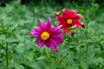 Obraz premium Pink dahlia in the garden, in the background a red dahlia. Growing flowers in a botanical garden.