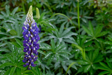 blue flower delphinium , candle delphinium morning dew in field