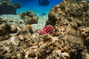 Underwater shot of the vivid coral reef in tropical sea. Fish swimming over the reef