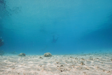Fototapeta premium Underwater shot of the vivid coral reef in tropical sea. Fish swimming over the reef