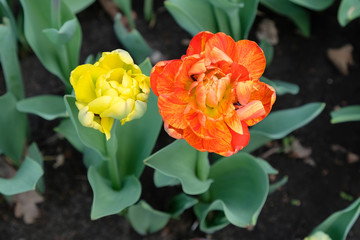 Yellow and orange tulip on flowerbed. Top view. Two tulips in a garden of different colors with many petals. Spring season flowering tulips.
