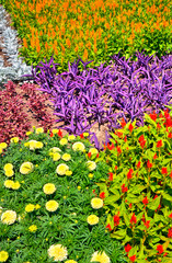 Beautiful view with blooming flowers in the botanical garden