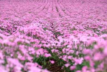 beautiful pink flowers field