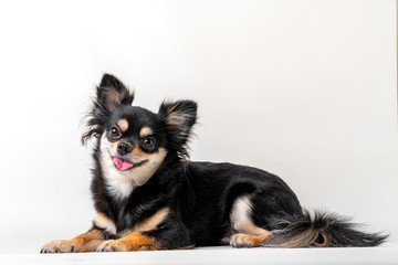 black and brown color hair dog sit relax studio shot on white background