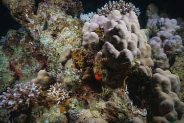 Underwater shot of the vivid coral reef in tropical sea. Fish swimming over the reef