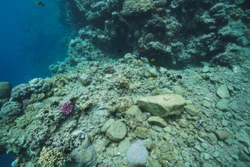 Underwater shot of the vivid coral reef in tropical sea. Fish swimming over the reef