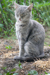Cute gray cat with closed eyes sits on a garden bed. A homeless cat falls asleep in the garden of a summer cottage. Funny pets.