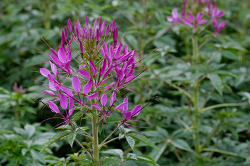 purple flowers in the garden at Hokkaido,Japan